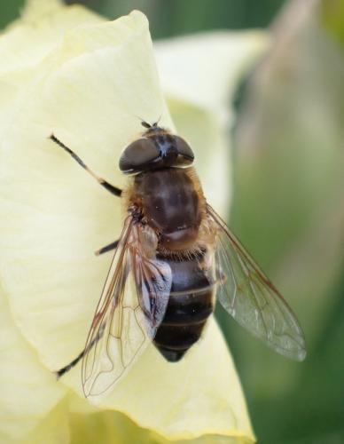 Eristalis similis